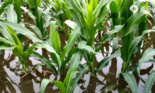 河南強降雨致上千公頃農作物受災，專家稱夏糧總體穩定但蔬菜供應面臨挑戰