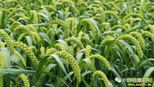 2018年蔬菜種植前景分析 哪些品種值得關注？