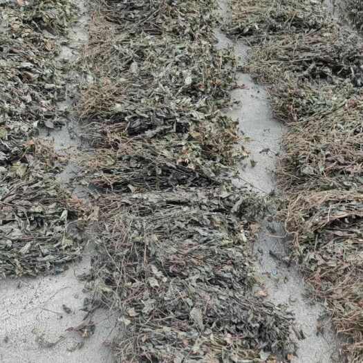 貴州省第七批擬停止推廣主要農作物品種公示